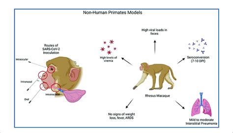 Illustrates The Process Of Non Human Primate Model Sars Cov