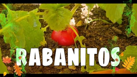 Huerto De Rabanitos En Casa Youtube