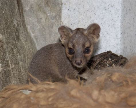 Fossa Pup Is A First For Denver Zoo Denver Zoo Baby Animals Pictures