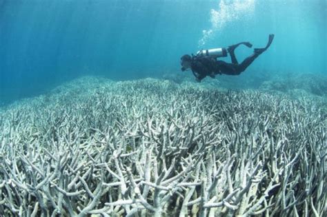 Acidificazione Degli Oceani Cause Effetti E Soluzioni