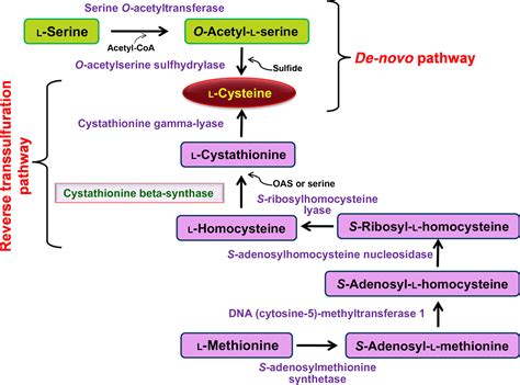 Structural characterization and functional analysis of cystathionine β