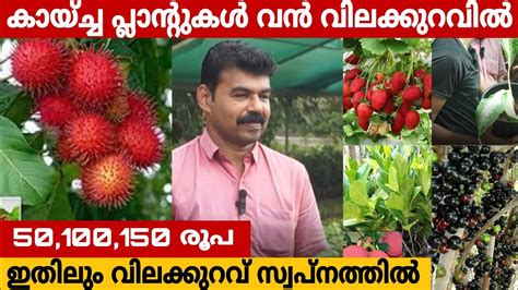 കായ്ച്ച പ്ലാന്റുകൾ ഇതിനേക്കാൾ വിലക്കുറവിൽ വേറെ എവിടെയും കിട്ടില്ല