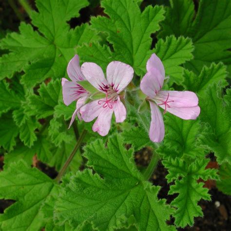 Rosenduftpelargonie Pelargonium Capitatum Attar Of Roses