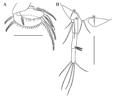 Cacoheterotanais Rogerbamberi Gen Et Sp N Paratype Female A Download Scientific Diagram