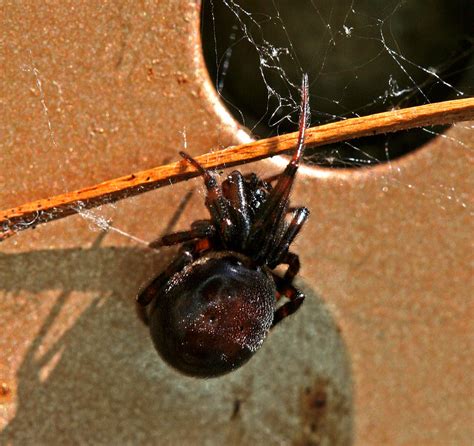 Cobweb Spider (Theridiidae) by WanderingMogwai on DeviantArt