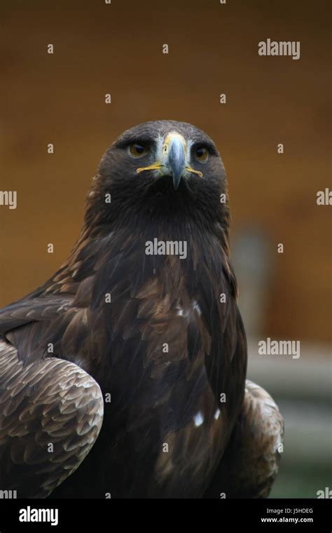 Bird Brown Brownish Brunette Watchful Birds Raptor Look Glancing See