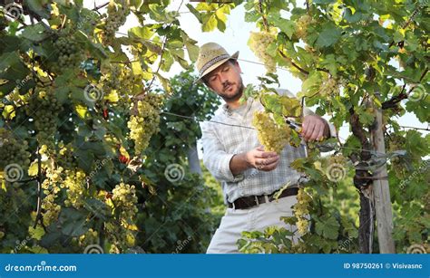 Uvas Do Corte Do Trabalhador Da Colheita Do Vinho Das Videiras Imagem