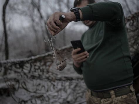 Plaga Szczur W I Myszy W Ukrai Skich Okopach O Nierze Wymiotuj I