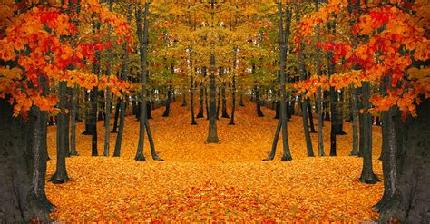 An Autumn Forest Landscape · Free Stock Photo