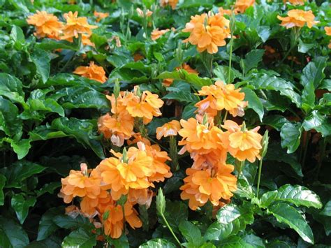 Firecracker Flower Crossandra infundibuliformis 10 Seeds