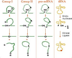 Different Types of Introns