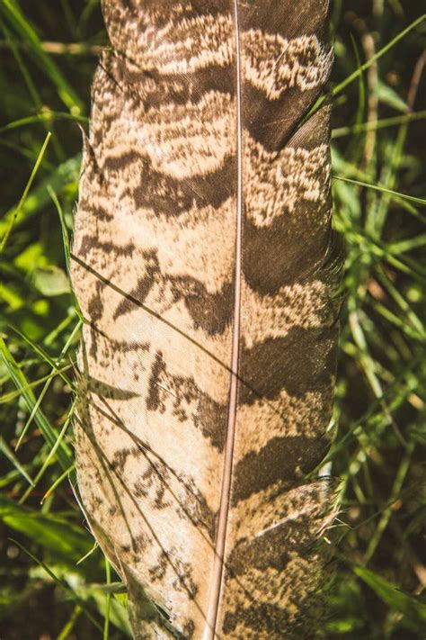 Une Plume Dun Faucon Photo Stock Image Du Faucon Mouche 97144662