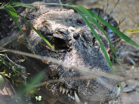 Dwarf Crocodile Habitat