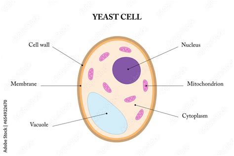 Labeled Diagram Of A Yeast Cell Stock Vector Adobe Stock