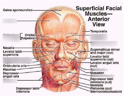 A P Lab Quiz Facial Muscles Diagram Quizlet