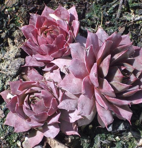 Sempervivum Tectorum Metallicum Giganteum Garten Dachwurz