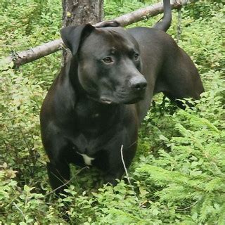 3 år gammal Blandras Pitbull Terrier säljs av Oskar från Bålsta