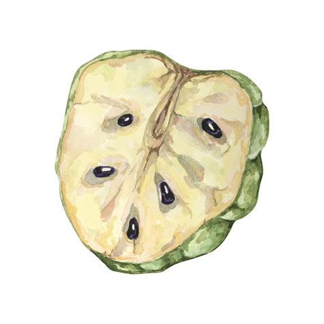 Half Apple Drawing Watercolor Stock Illustrations Half Apple