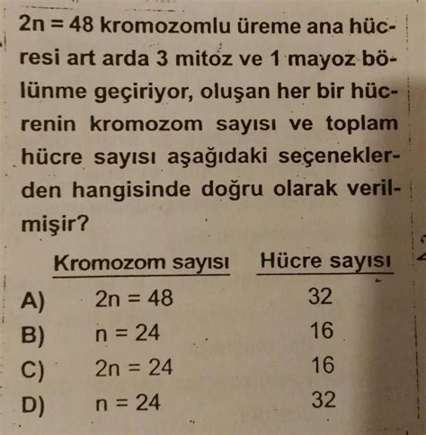 2n 48 kromozomlu üreme ana hüc resi art arda 3 mitoz ve 1 mayoz bö