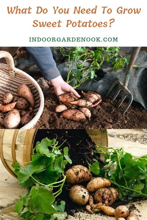 Grow Sweet Potatoes By Following These 5 Simple Steps Growing Sweet