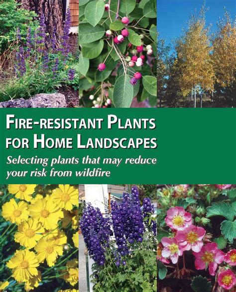 Fire Resistant Plants – FireFree