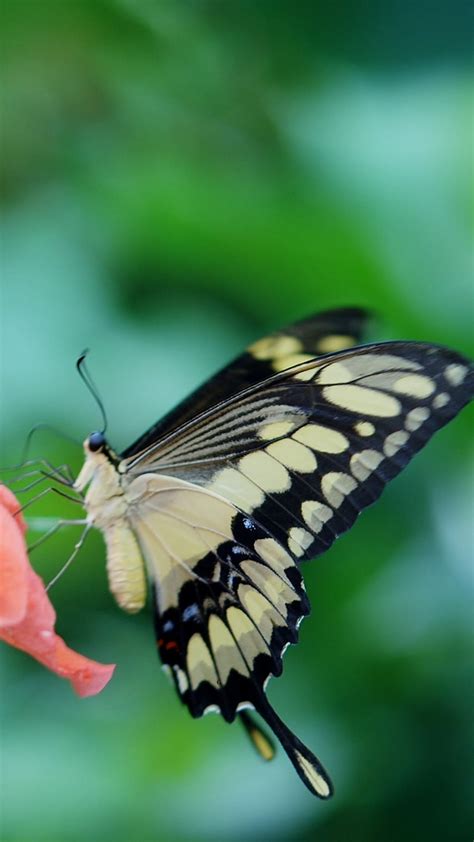 Light Yellow Black Butterfly On Hibiscus Flower In Blur Green