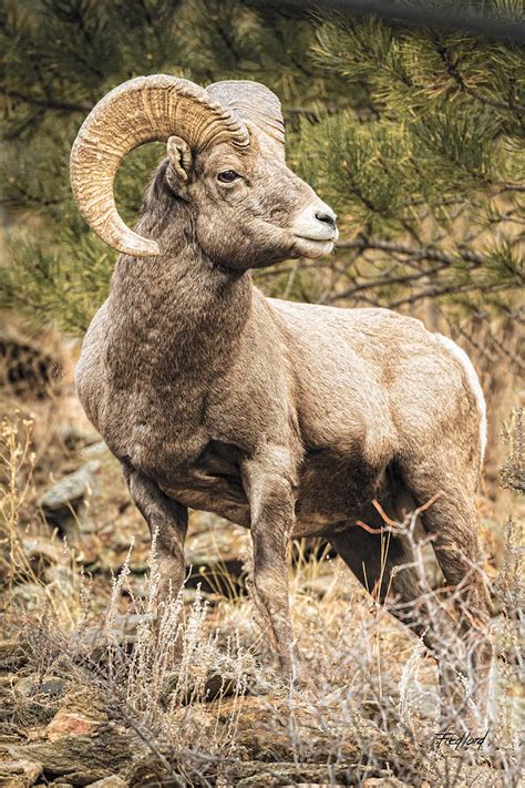 Colorado Rocky Mtn Bighorn Sheep Ram Photograph By Fred J Lord