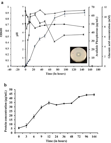 A Cell Growth Curve Available Phosphorus Production Gluconic