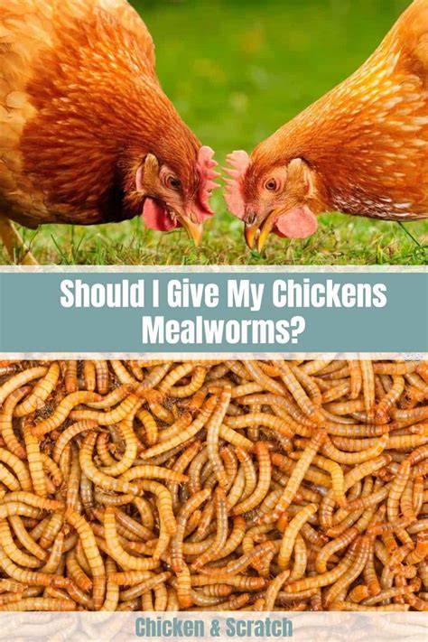 5 Reasons to Feed Your Chicken Mealworms