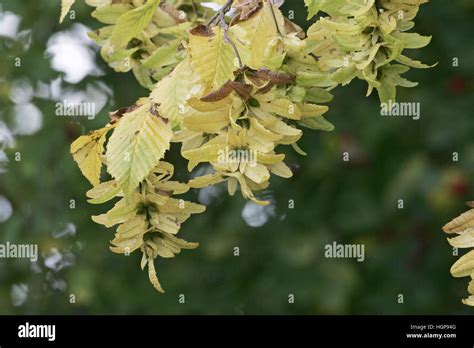 Carpinus Caroliniana Fruit