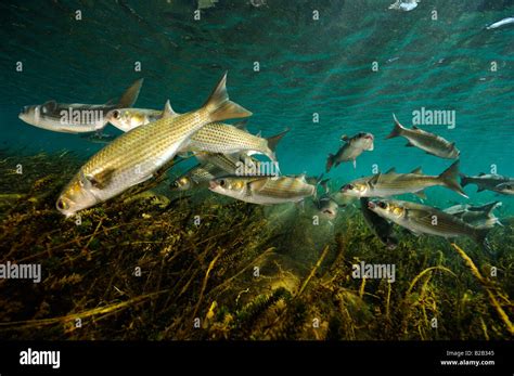 Striped Mullet Mugil Cephalus Salt Springs Florida Stock Photo Alamy