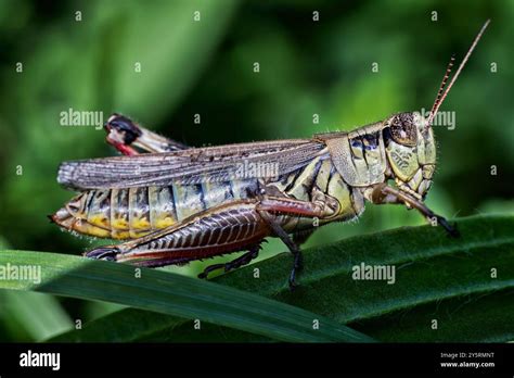 red legged grasshopper melanoplus femurrubrum stock photo alamy