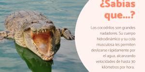 12 Diferencias Entre Lagarto Y Cocodrilo Esquema