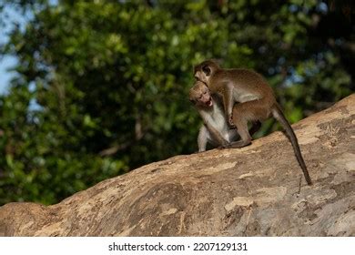 Two Baby Monkeys Cute Fighting Stock Photo 2207129131 | Shutterstock