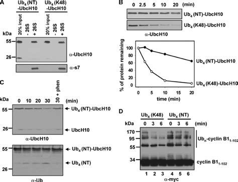 Nt Ub Efficiently Targets Substrates To The S Proteasome But