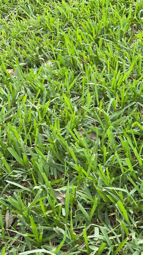 St Augustine Grass Care And Maintenance Guide Lawn Phix