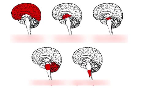 Neuroanatomy Diagram Quizlet