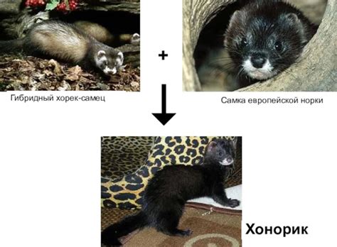 Хонорик: как выглядит, фото, описание животного, где обитает, чем ...