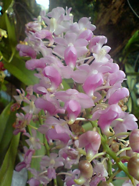 Aerides Quinquevulnera Ways To Show Love Orchidaceae Phalaenopsis