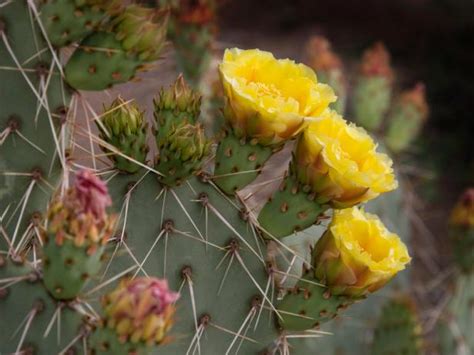 Prickly Pear Cactus | HGTV