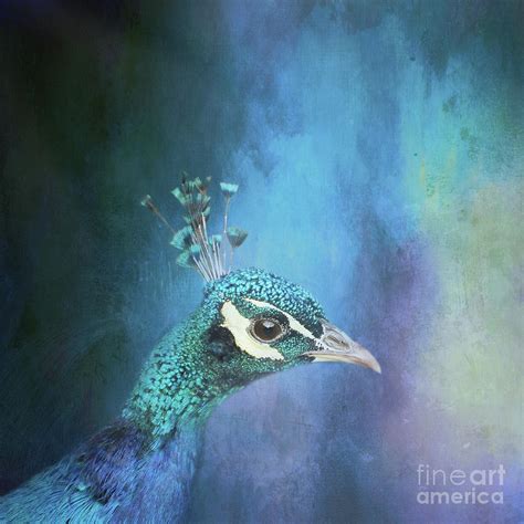 Blue Peacock Portrait 03 Photograph By Elisabeth Lucas Fine Art America