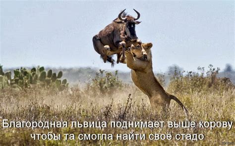 Благородная львица | Пикабу