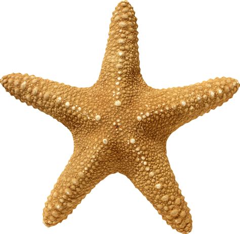 Starfish Png Transparent Images Pictures Photos