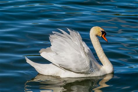 Plus de 90 000 images de Cygne Dessin et de Cygne - Pixabay