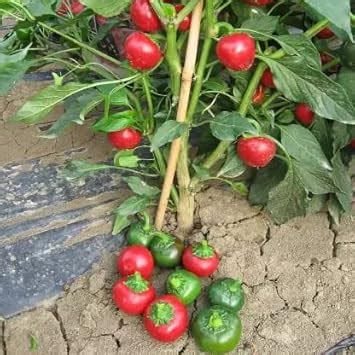Ovule Hot Round Chili Pepper Chilli Seeds Seeds Tested And Packed
