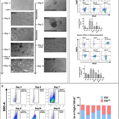 Enrichment And Optimization Of In Vitro Mesc Derived Cpc Enrichment A