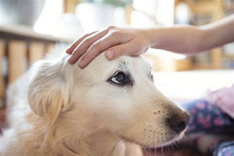 Cachorro Gosta De Carinho Mas Precisa Ter Cuidado Petlove