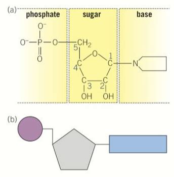 Nucleic Acids Flashcards Quizlet