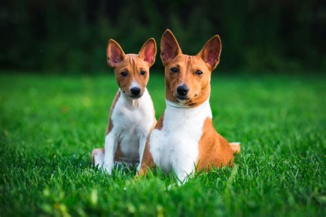 Caracter Sticas De La Raza Basenji