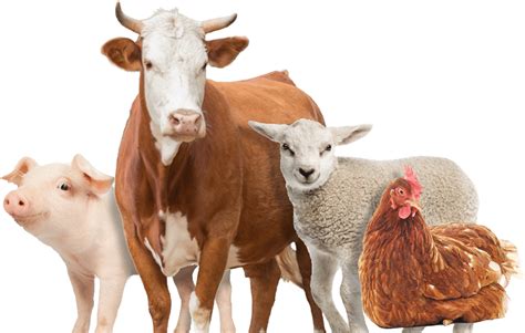 Download Farm Animals Png - Transparent Farm Animals Png, Png Download ...